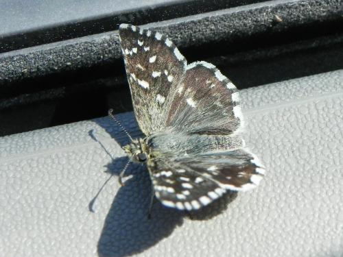 Pyrgus malvoides